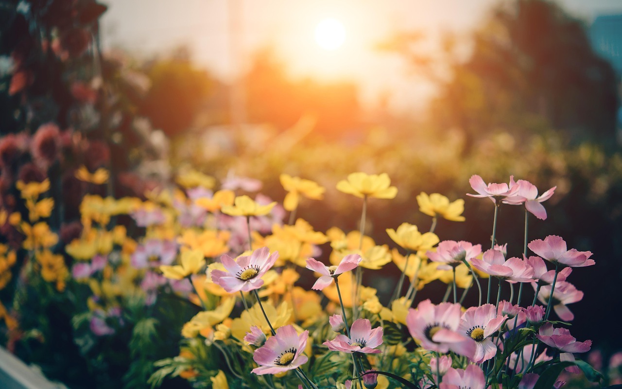 cosmos, flower wallpaper, flowers